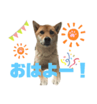 こはるさま②（個別スタンプ：5）
