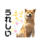 こはるさま②（個別スタンプ：7）