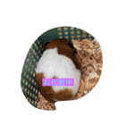 我が家自慢のハムちゃん（個別スタンプ：4）
