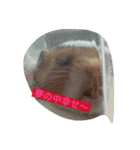 我が家自慢のハムちゃん（個別スタンプ：8）