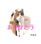 ワカメのメ（個別スタンプ：7）