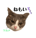 ワカメのメ（個別スタンプ：17）