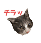 ワカメのメ（個別スタンプ：20）