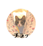 ワカメのメ（個別スタンプ：21）