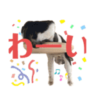 ワカメのメ（個別スタンプ：26）