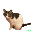 ワカメのメ（個別スタンプ：37）
