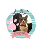 ハチワレ コタニャン（個別スタンプ：1）