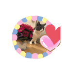 ハチワレ コタニャン（個別スタンプ：3）