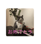 ハチワレ コタニャン（個別スタンプ：9）