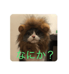 ハチワレ コタニャン（個別スタンプ：12）