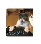 ハチワレ コタニャン（個別スタンプ：13）