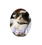 ハチワレ コタニャン（個別スタンプ：14）