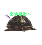 カメとの日常スタンプ（個別スタンプ：4）
