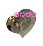 カメとの日常スタンプ（個別スタンプ：6）