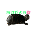 カメとの日常スタンプ（個別スタンプ：8）