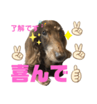 ダックスたまらん5プレミアム（個別スタンプ：2）