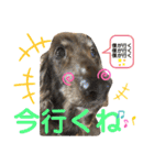ダックスたまらん5プレミアム（個別スタンプ：3）