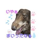 ダックスたまらん5プレミアム（個別スタンプ：4）