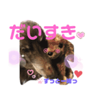 ダックスたまらん5プレミアム（個別スタンプ：5）