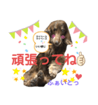 ダックスたまらん5プレミアム（個別スタンプ：6）