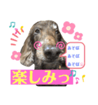 ダックスたまらん5プレミアム（個別スタンプ：7）