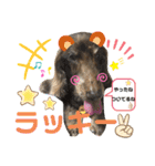 ダックスたまらん5プレミアム（個別スタンプ：13）