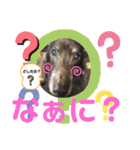 ダックスたまらん5プレミアム（個別スタンプ：24）
