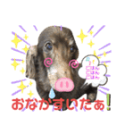ダックスたまらん5プレミアム（個別スタンプ：26）