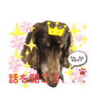 ダックスたまらん5プレミアム（個別スタンプ：28）