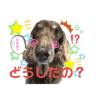 ダックスたまらん5プレミアム（個別スタンプ：29）