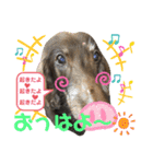 ダックスたまらん5プレミアム（個別スタンプ：30）