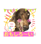 ダックスたまらん5プレミアム（個別スタンプ：31）