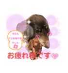 ダックスたまらん5プレミアム（個別スタンプ：32）