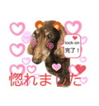 ダックスたまらん5プレミアム（個別スタンプ：35）