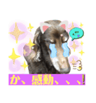 ダックスたまらん5プレミアム（個別スタンプ：36）