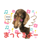 ダックスたまらん5プレミアム（個別スタンプ：38）