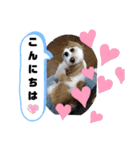 チワシーのララちゃん2（個別スタンプ：7）