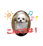チワシーのララちゃん2（個別スタンプ：8）
