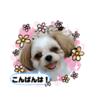 チワシーのララちゃん2（個別スタンプ：9）