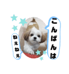 チワシーのララちゃん2（個別スタンプ：10）