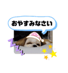 チワシーのララちゃん2（個別スタンプ：11）