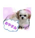 チワシーのララちゃん2（個別スタンプ：12）