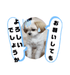チワシーのララちゃん2（個別スタンプ：16）