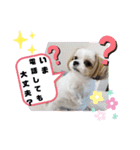 チワシーのララちゃん2（個別スタンプ：23）