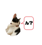 我が家の風鈴（個別スタンプ：3）