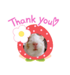 モルモットのももちゃん（個別スタンプ：1）