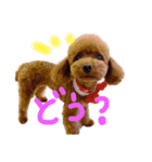 ちこお嬢様（個別スタンプ：11）