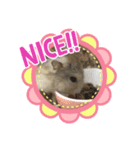 私のハムちゃん❤️（個別スタンプ：7）
