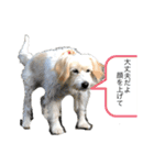 トトロのスタンプ②（個別スタンプ：15）