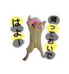 前田家族 2（個別スタンプ：12）
